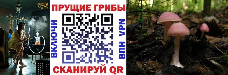 Купить закладки  Ирбит  Псилоцибиновые грибы мухоморы 